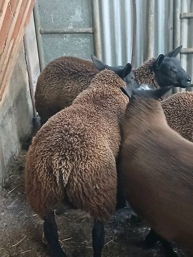 Rams and ewe lambs
