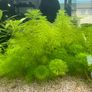 aquarium plant cuttings Image 2