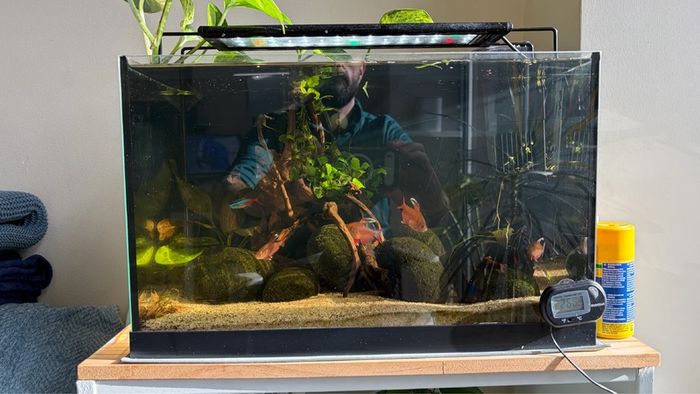 Fully Established Aquarium