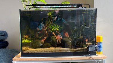 Fully Established Aquarium