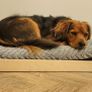 dog bed Image 2