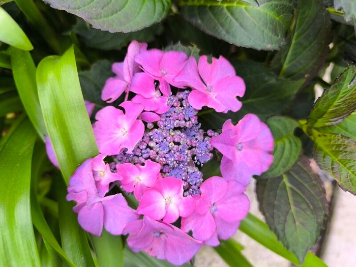 garden plants
