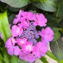 garden plants Image 3