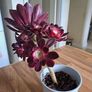 Aeonium plant Image 2