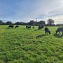6 PBR Incalf heifers Pedigree Hol/Fr Image 4