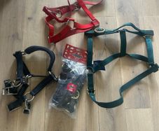 Equestrian
