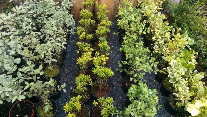 Large Plants and Shrubs