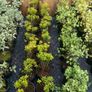 Large Plants and Shrubs Image 6