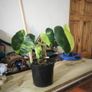 Philodendron Burle Marx Varigated Established Plant Rare Image 2