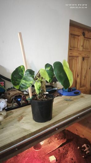 Philodendron Burle Marx Varigated Established Plant Rare