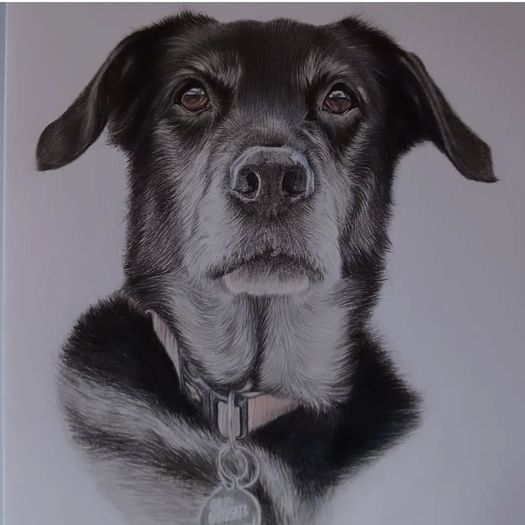 pet