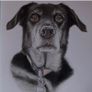 pet Image 7