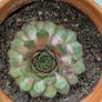 Sempervivum "Hens and Chicks" Succulent - Terracotta Pot - Galway - Pickup Only Image 3