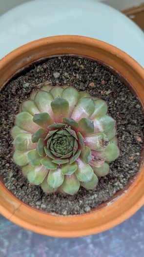 Sempervivum "Hens and Chicks" Succulent - Terracotta Pot - Galway - Pickup Only