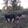 14 quality hereford bullocks,lots 317 to 321 Image 7