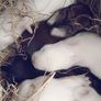 Rabbits. Quality Flemish Giants and Mini lops Image 8