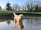 Rare breed Glen of Imaal Terrier Available for Photoshoots Image 9