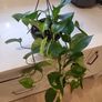 Epipremnum Aureum Image 4