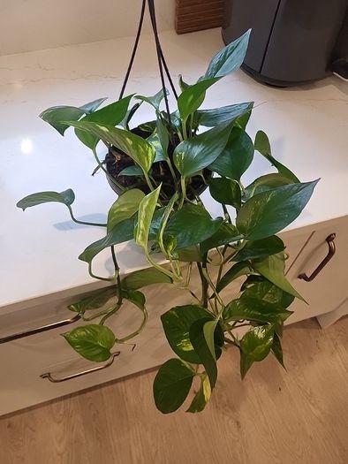 Epipremnum Aureum