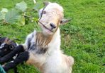 pygmy goat