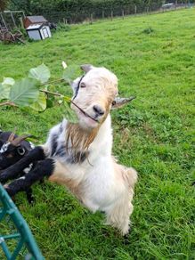 pygmy goat