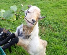 pygmy goat