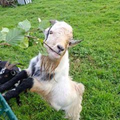 pygmy goat