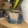 spider plants Image 3