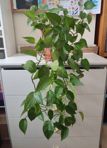 Golden Pothos (Devils Ivy)