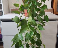 Golden Pothos (Devils Ivy)