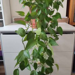 Golden Pothos (Devils Ivy)