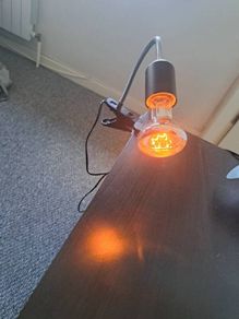 Reptile Heat Lamp