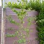 katsura tree, cercidiphyllum japonicum Image 4