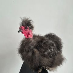 3 Purebred Silkie Cockerels