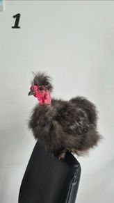 3 Purebred Silkie Cockerels