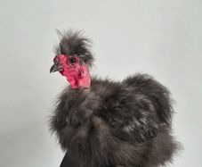 3 Purebred Silkie Cockerels