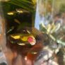 Fresh water ramshorn snails Image 2