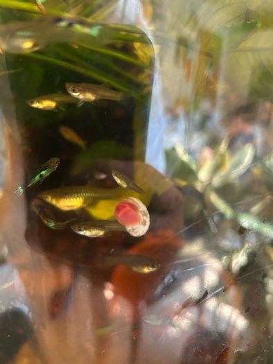 Fresh water ramshorn snails
