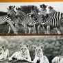 Large Black & White Wall Art Prints. Set of 3 Image 8