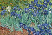Vincent Van Gogh - Irises - Rare Mini Print/Poster