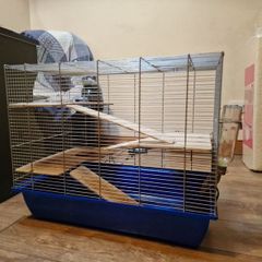 Guinea Pig Cage