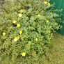 Hypericum Hidcote Image 2