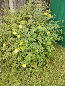 Bush