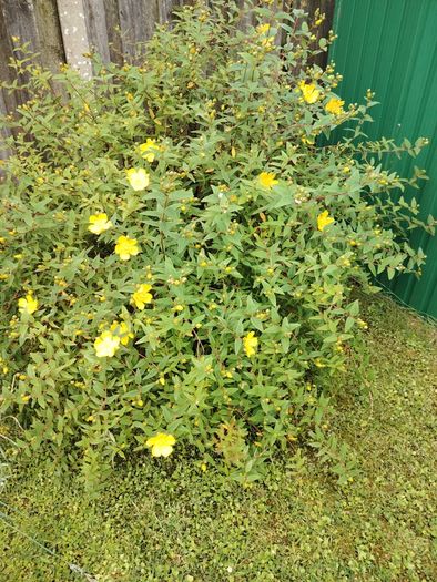 Bush