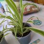 plant spider plant Image 2