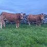 Incalf Heifer sale 3rd October 2026 Balla Mart Image 10