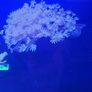 coral frags Image 3