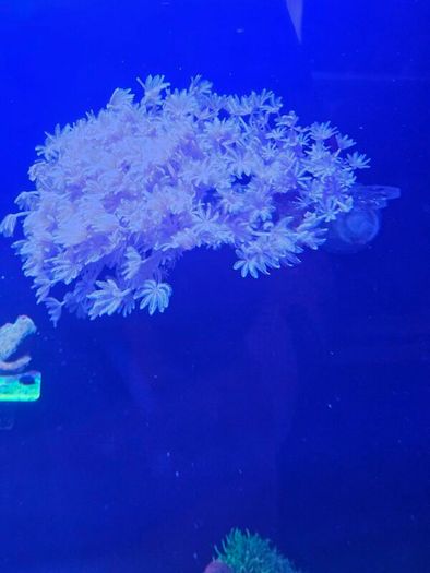 coral frags