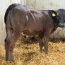 10 Continental Bull Weanlings Image 8