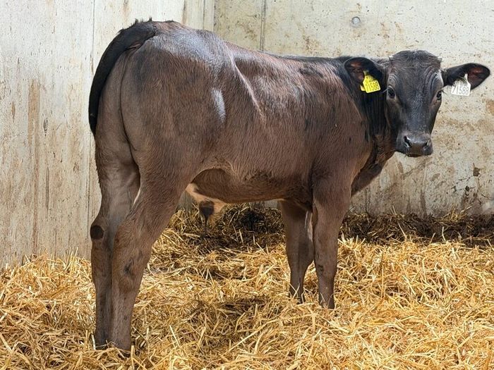10 Charolais and Limousin Weanlings